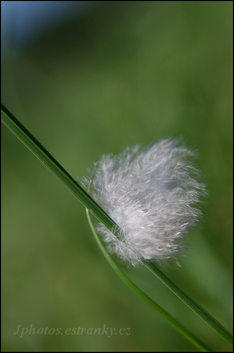 100 Chmíří macro